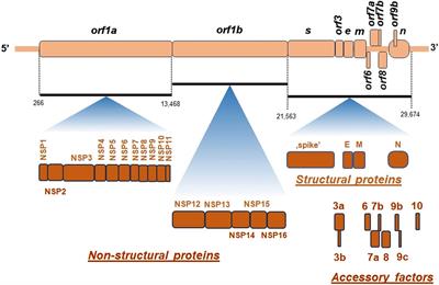 Mitochondria in COVID-19: from cellular and molecular perspective